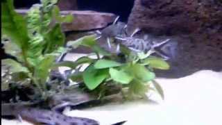 Synodontis Petricola amp Polli Colony Fish Tank [upl. by Chatterjee]