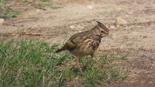 Crested Lark Cappellaccia Galerida cristata apuliae [upl. by Sutphin105]