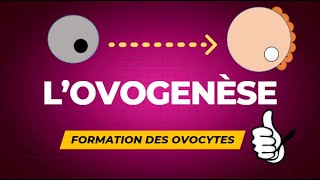 Lovogenèse  formation des ovocytes [upl. by Amadeo]