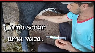 Como secar uma vaca em final de lactação [upl. by Verna]