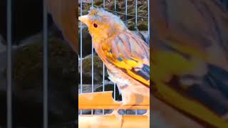 goldfinch chirping siskin bird singing goldfinch mule training song [upl. by Notlim]