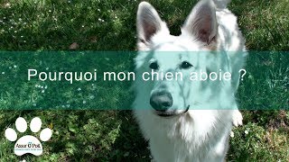 Aboiement du chien  ce quil faut savoir  Assur OPoil [upl. by Nairde552]