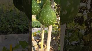 Spectacular bottle gourd bottlegourd gourd calabashgourd [upl. by Niliak]