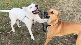 185 Black Mouth Cur and Pitbulls Play and Large Range Zoomies 10212024 blackmouthcur pitbull [upl. by Mechling460]