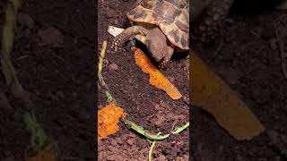 Hermanns Tortoise Enclosure Feeding [upl. by Sybley666]