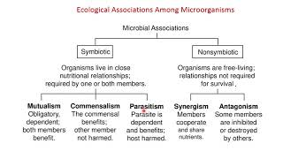 Growth Curve Ecological associations between microorganismsمنحني النموالعلاقات بين الكائنات وبعضها [upl. by Reniti231]