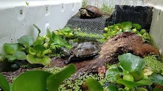 Mauremys reevesii [upl. by Carbrey263]