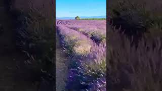 📍 Lavender Fields in Valensole France 🇫🇷 Enjoy the Beauty of France 🇫🇷 [upl. by Hait]