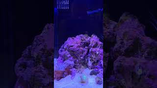 my Innovative Marine 10 gallon reef [upl. by Devlin]