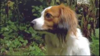 KOOIKERHONDJE  ABC CANINO  101 DOGS  ESPAÑOL [upl. by Gilli]