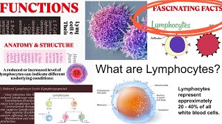 LymphocytesStructureFunctionslow amp Increased Levels of LymphocytesFascinating Facts lymphocytes [upl. by Ernaline766]