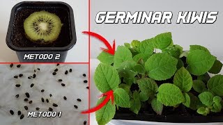 Como Germinar Kiwi  Germinar Semillas de Kiwi  Cultivo del Kiwi  Plantar kiwi [upl. by Vez368]