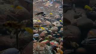 Incredible African Cichlid Display Tank [upl. by Tacklind]