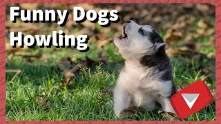 Funny Dogs Howling Make Your Dogs Howl TOP 10 VIDEOS [upl. by Nodnar775]