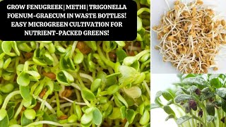 Grow Fenugreek Microgreen  Methi  Trigonella foenum graecum in Waste Bottles [upl. by Nennarb745]