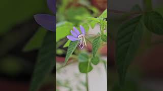 Cleome rutidosperma [upl. by Lyndy754]