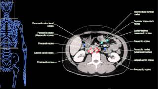 Anatomy Labeled Lymph Node Spaces amp Hepatic Segments [upl. by Tallu559]