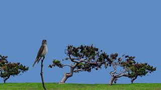 Asian brown flycatcher calling sound 4k video [upl. by Leuqar]