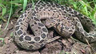 Common Eggeater Dasypeltis scabra [upl. by Trinidad]