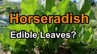 Gardening with Horseradish How Do I Plant Horseradish in the Garden [upl. by Ahsikyt]