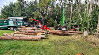 quot Ich und mein Holz HolziHolziHolz quot🤣🤷‍♂️😉Der Wald muss weg   Borkenkäfer vernichtet Wälder [upl. by Notsahc]