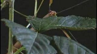 Stick insect  Natural History [upl. by Atthia]