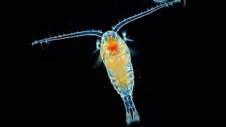 Facts Copepods [upl. by Laux]