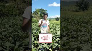 Okra Farming [upl. by Gadmann249]