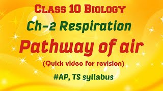 RespirationPathway of airQuick bytes for revision class 10 class10biology revisionexam [upl. by Olethea]