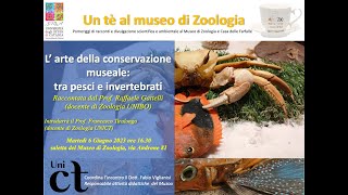 Un Tè al muzoo Larte della conservazione museale tra pesci e invertebrati ProfRaffaele Gattelli [upl. by Melena]