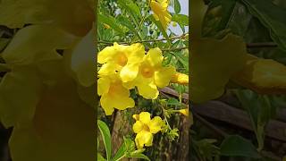 Allamanda Flower Care allamanda shorts flowers [upl. by Nesline]