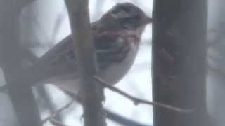 Rustic Bunting Calling カシラダカの地鳴き♪＠樹上（冬の野鳥） [upl. by Camp]