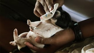 Poor MOTHER DOgamp PUPPIES Use Bottle Feeding Milk New Born Puppies In Village Feed Poor Mother Dog [upl. by Anoyek]