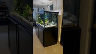 South American Cichlid Tank Setup [upl. by Sudhir140]