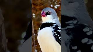 Diamond Firetail male Singing bird birds [upl. by Marquis484]