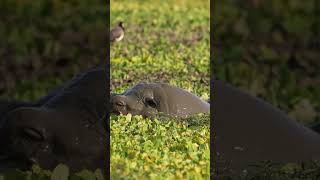 Hippo roll Masai Mara Kenya [upl. by Annehcu]