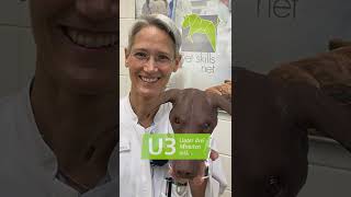 U3 – Unter drei Minuten mit Prof Dr Corinna Eule in der Kleintierklinik [upl. by Arimahs]