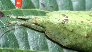 25 INCREDIBLE Camouflaged Animals [upl. by Adnilahs988]