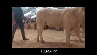 TELMA PP génisse charolaise Charolais Univers vendue au sommet de lélevage 2023 [upl. by Wendie]