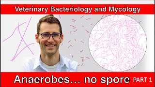 Nonspore Forming Anaerobes Part 1  Veterinary Bacteriology and Mycology [upl. by Nylrehs460]