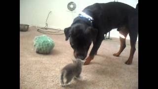 Kittens Meet Rottweiler for first time [upl. by Alemat]