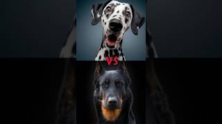 Dalmatian vs Beauceron vs Pitbull vs Rottweiler vs Canecorso youtubeshorts dogbreed ytshorts [upl. by Daisi858]