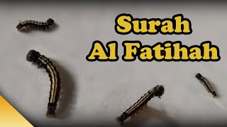 Caterpillars Recite Surah AlFatihah [upl. by Neetsirk]