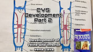 Development of CVS Part2Development of veins associated with embryonic heart and inferior venacava [upl. by Eelsha]