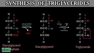 Triglyceride Synthesis  Triacylglycerol Synthesis  TAG Synthesis  Part 2 [upl. by Eilah274]