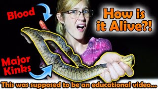 This Started as an Educational Video but then we Found this Poor Watersnake [upl. by Llednohs]