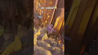 Thorax jumping spider is good for tek caveshorts gaming ark arksurvivalascended [upl. by Reinhardt]