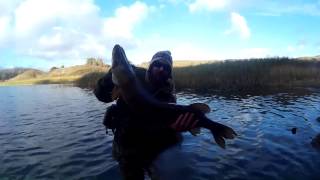 Bosherston 06112016 Big pike with underwater release [upl. by Ennahgem376]