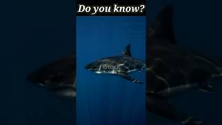 Do you know these facts about great white shark🦈 shorts shortsfeed shortsbeta [upl. by Sabra]