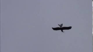 Drone verjaagt vogels [upl. by Vento]